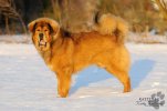 BUBBLEDOG
