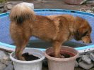 BUBBLEDOG