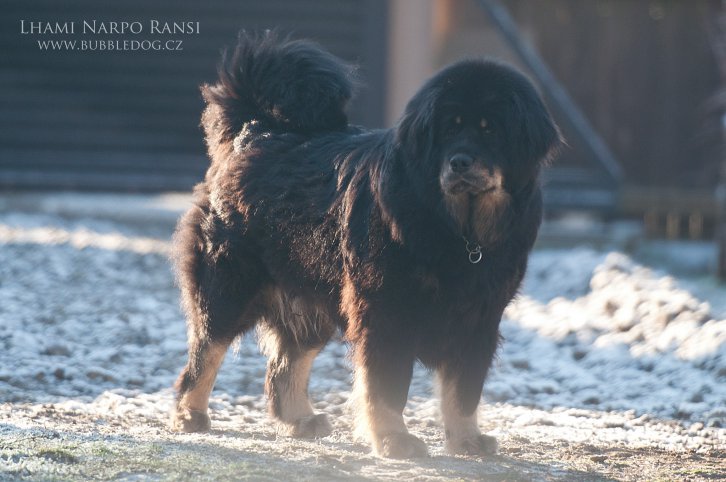 Tibetská doga