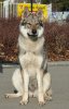 BUBBLEDOG