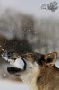 BUBBLEDOG