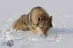 BUBBLEDOG