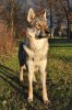 BUBBLEDOG