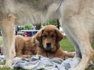 BUBBLEDOG