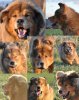 BUBBLEDOG