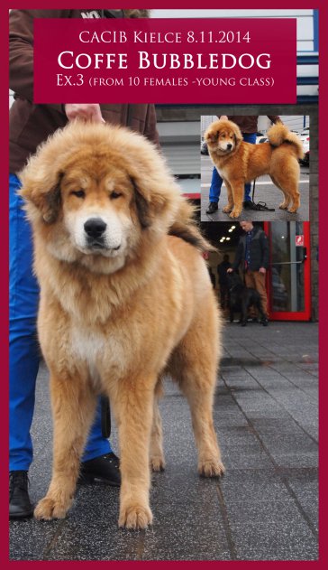 Tibetská doga
