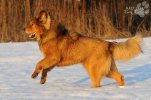 BUBBLEDOG