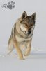 BUBBLEDOG
