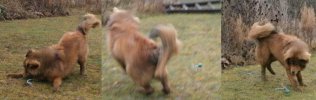 BUBBLEDOG