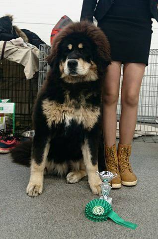 Tibetská doga