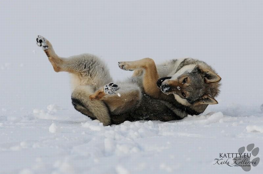 BUBBLEDOG