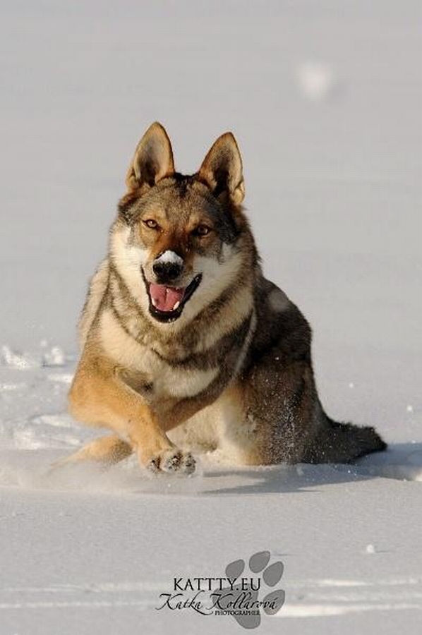 BUBBLEDOG
