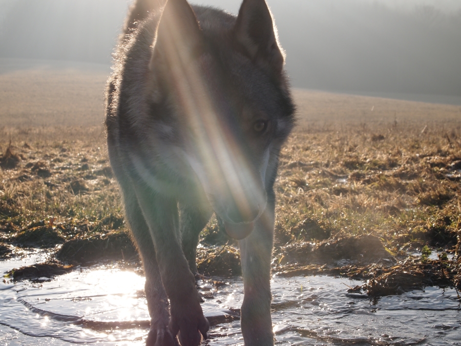 BUBBLEDOG