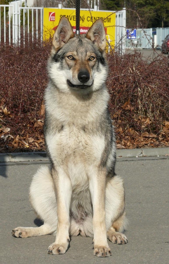 BUBBLEDOG
