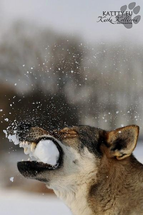 BUBBLEDOG